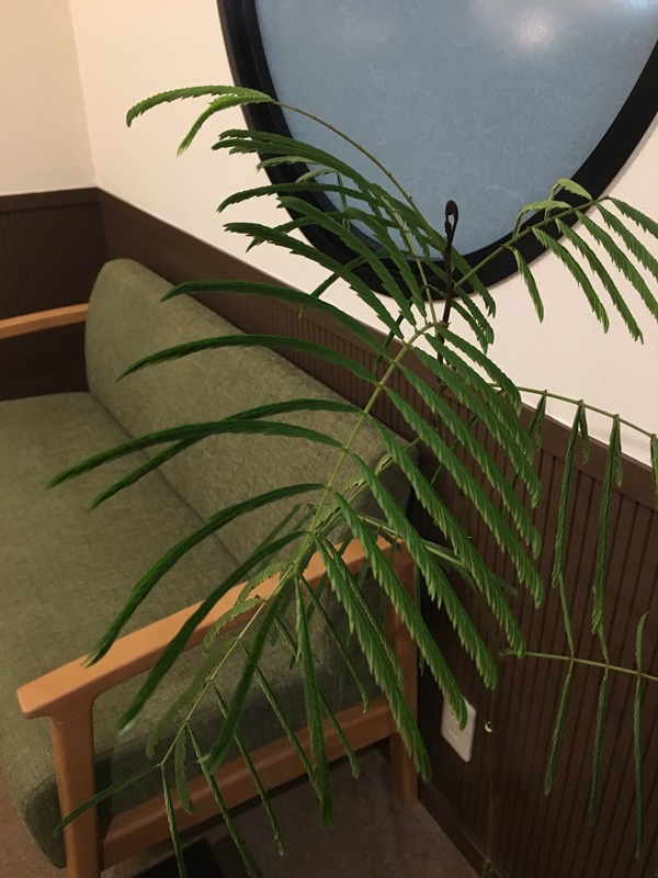 %e3%81%ad%e3%82%80%e3%81%ae%e6%9c%a8%e3%80%80%e5%a4%9c